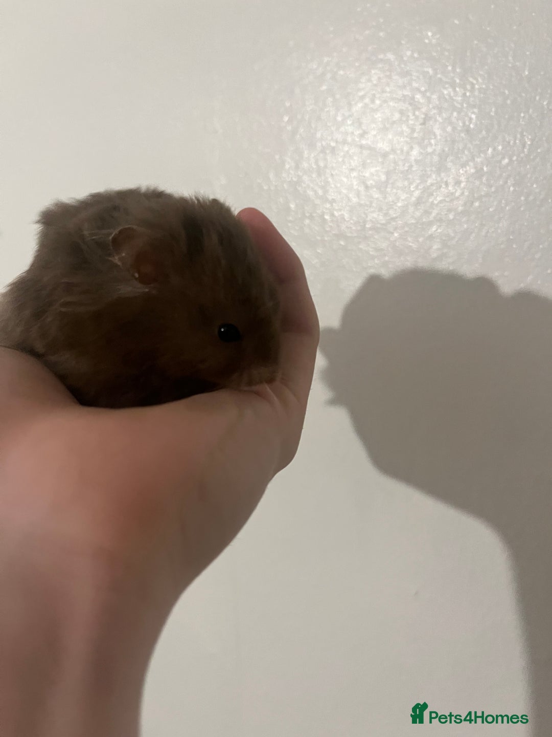 Hamster rodents for sale: free syrian hamsters - Advert 2