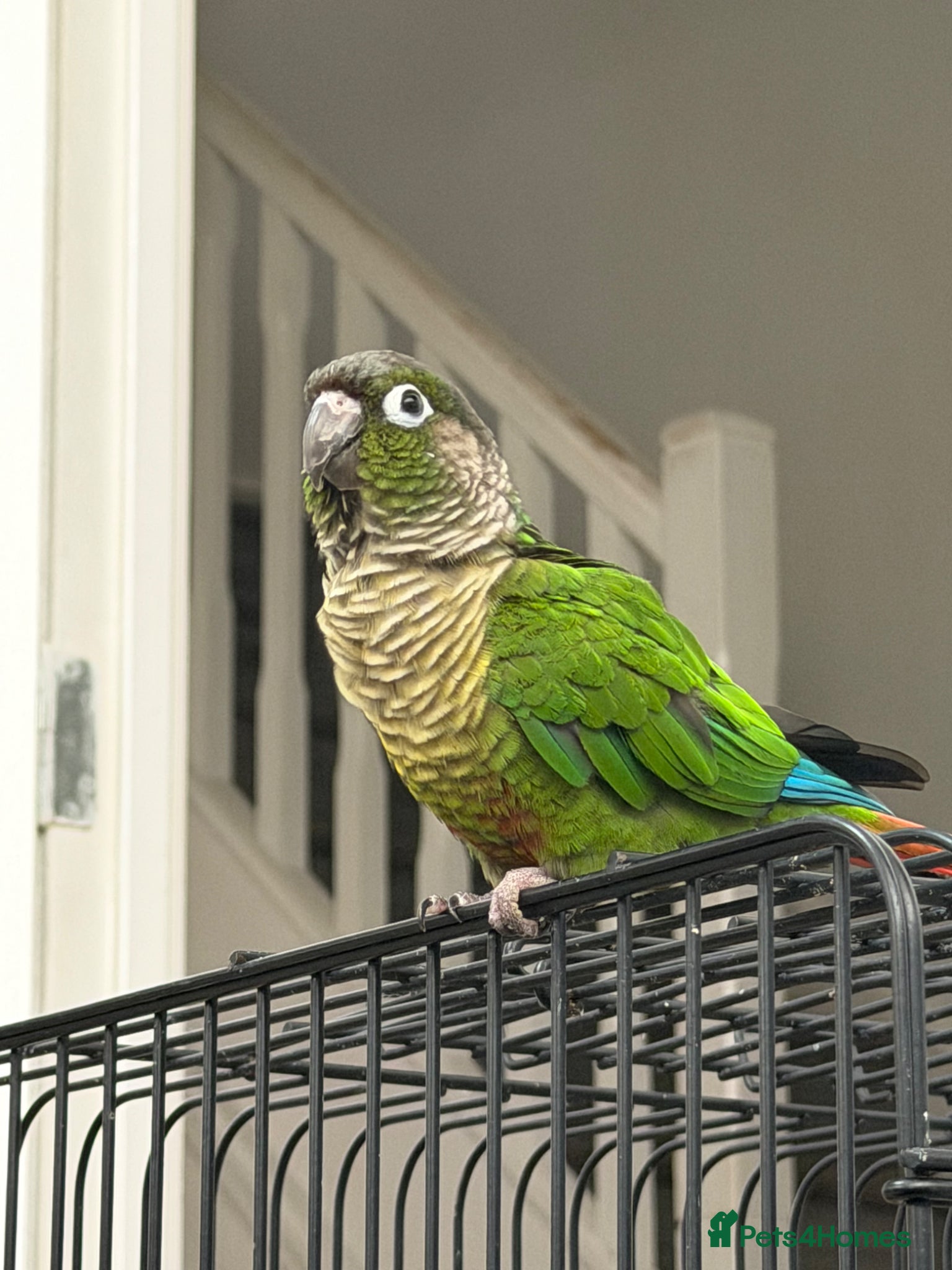 Parrots birds Conure  - Advert 16