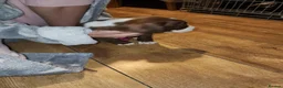 Mixed Breed dogs for sale: 2 pocket cross spaniel  in Loughborough - Advert 4