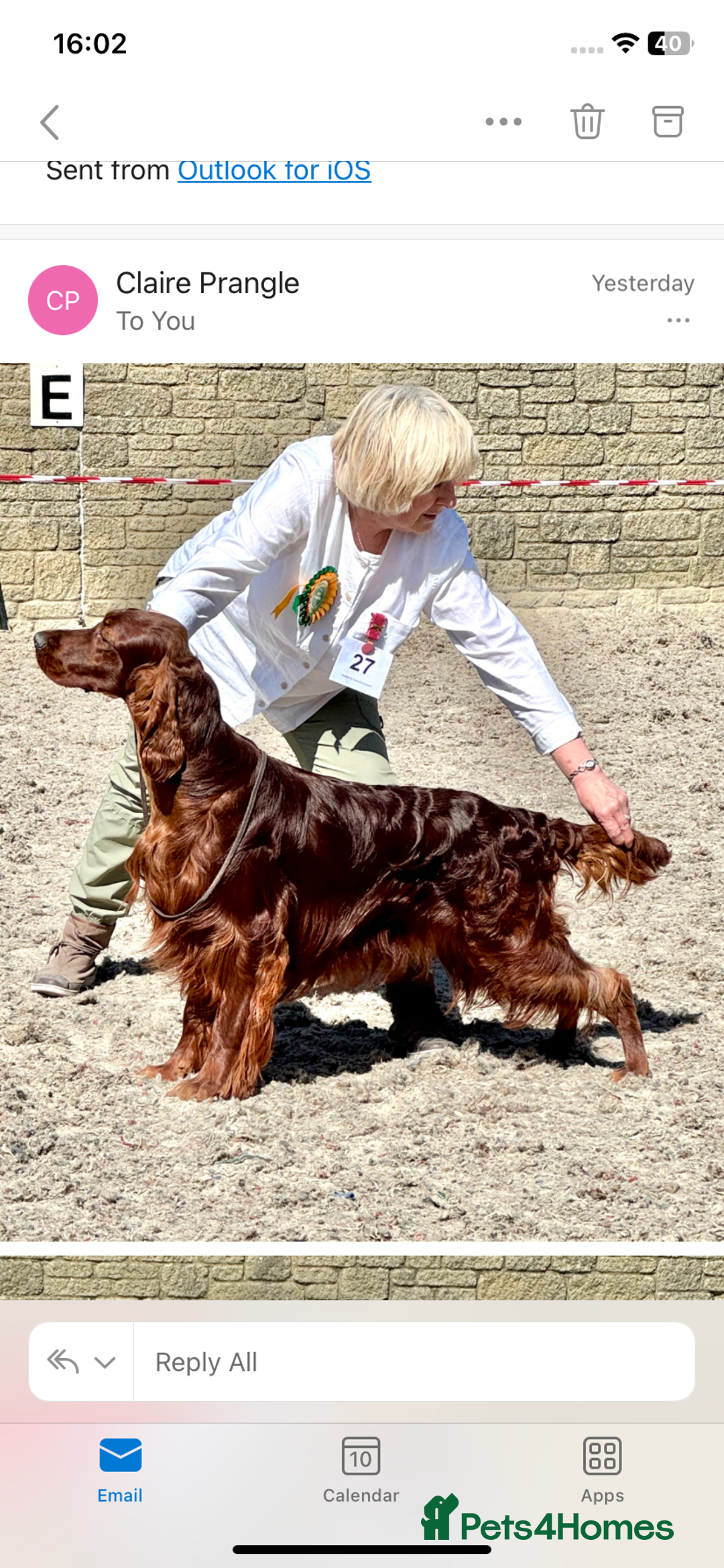 Irish Setter dogs for sale: Stunning Quality bred Irish Setter Puppies - Image 4