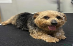Norfolk Terrier dogs for sale: KC Norfolk Terrier  - Advert 5