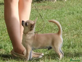 Chihuahua dogs KC registered dog and bitch pups long and smooth - Advert 2