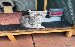 Maine Coon cats for sale: Maine Coon Kittens in Greenford - Image 27