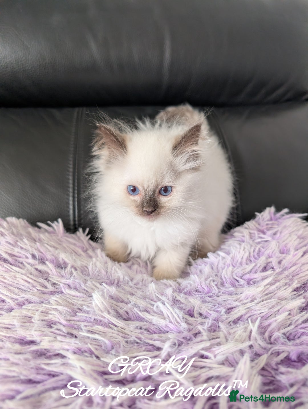 Ragdoll cats for sale: GCCF Pedigree Ragdoll Kittens Champion Lines - Advert 34