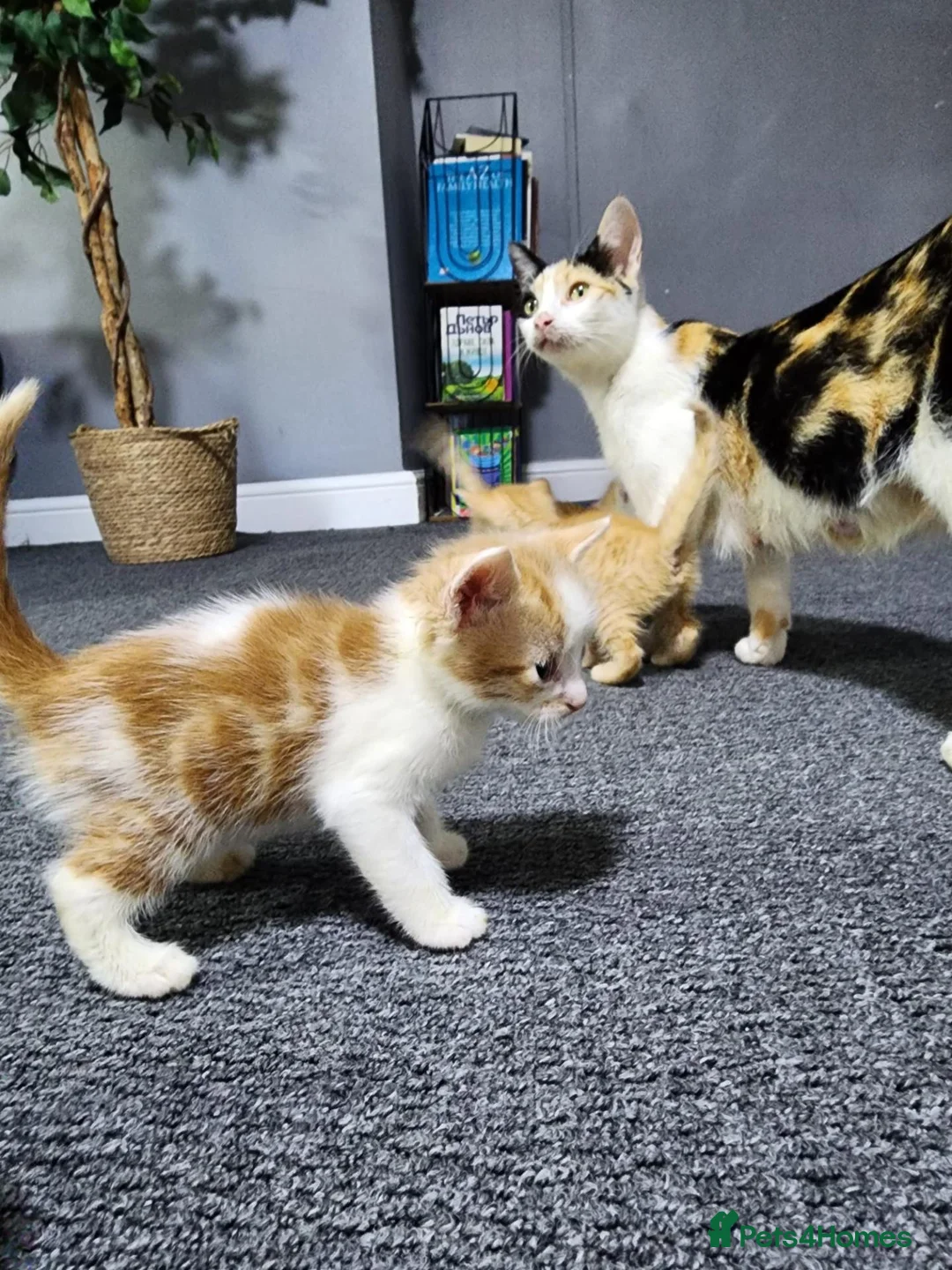 Mixed Breed cats for sale: Playful and Sweet Kittens Looking for a New Home! - Advert 2