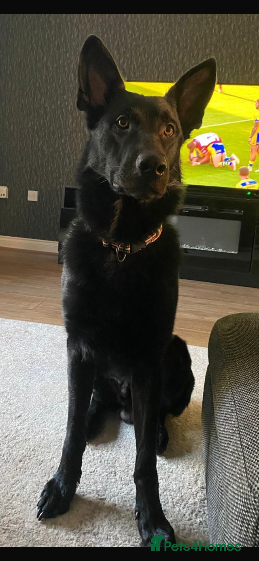 German Shepherd dogs Black German Shepherd 2 years old - Advert 3