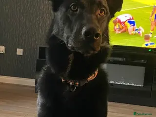 German Shepherd dogs Black German Shepherd 2 years old - Advert 11