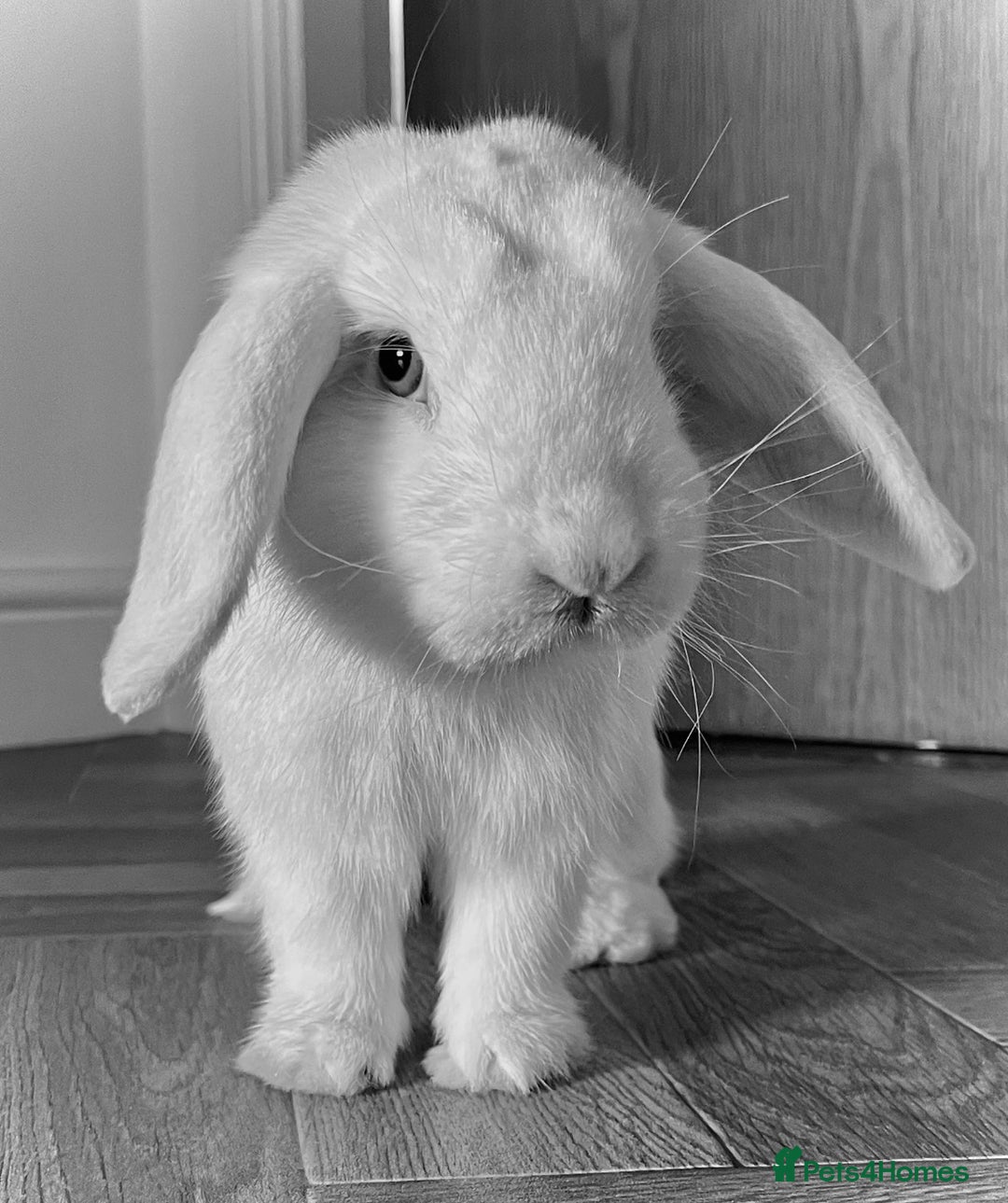 Mini Lop rabbits for sale: Mini lop rabbits  - Image 7