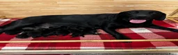 Labrador Retriever dogs for sale: Stunning K.C. Labradors Black & Chocolate  - Advert 4