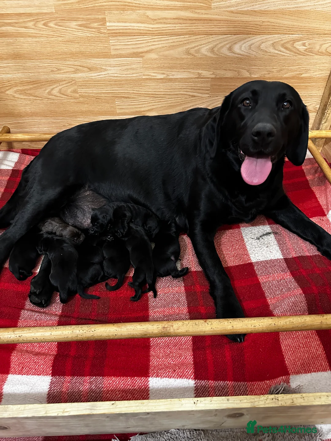 Labrador Retriever dogs for sale: Stunning K.C. Labradors Black & Chocolate  - Advert 4