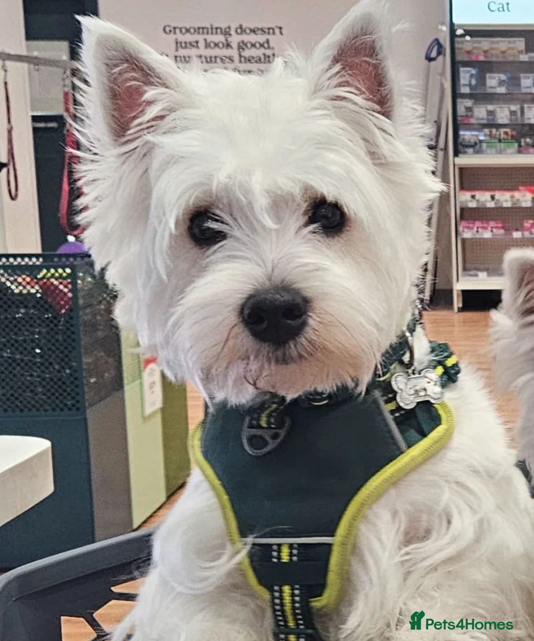 West Highland Terrier dogs for sale: Available now! - Advert 10