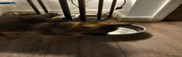 German Shepherd dogs for sale: Ready 2 go.!! Full blooded German shepherds.  in Billingham - Advert 16
