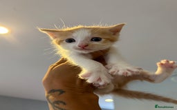 Mixed Breed cats for sale: Trio of kittens - Image 6