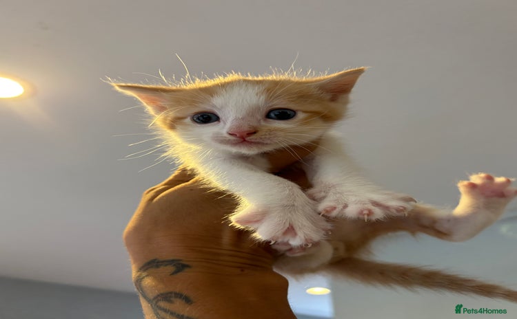 Mixed Breed cats - Advert 16