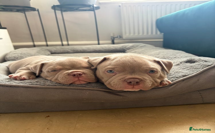 American Bully dogs - Advert 2