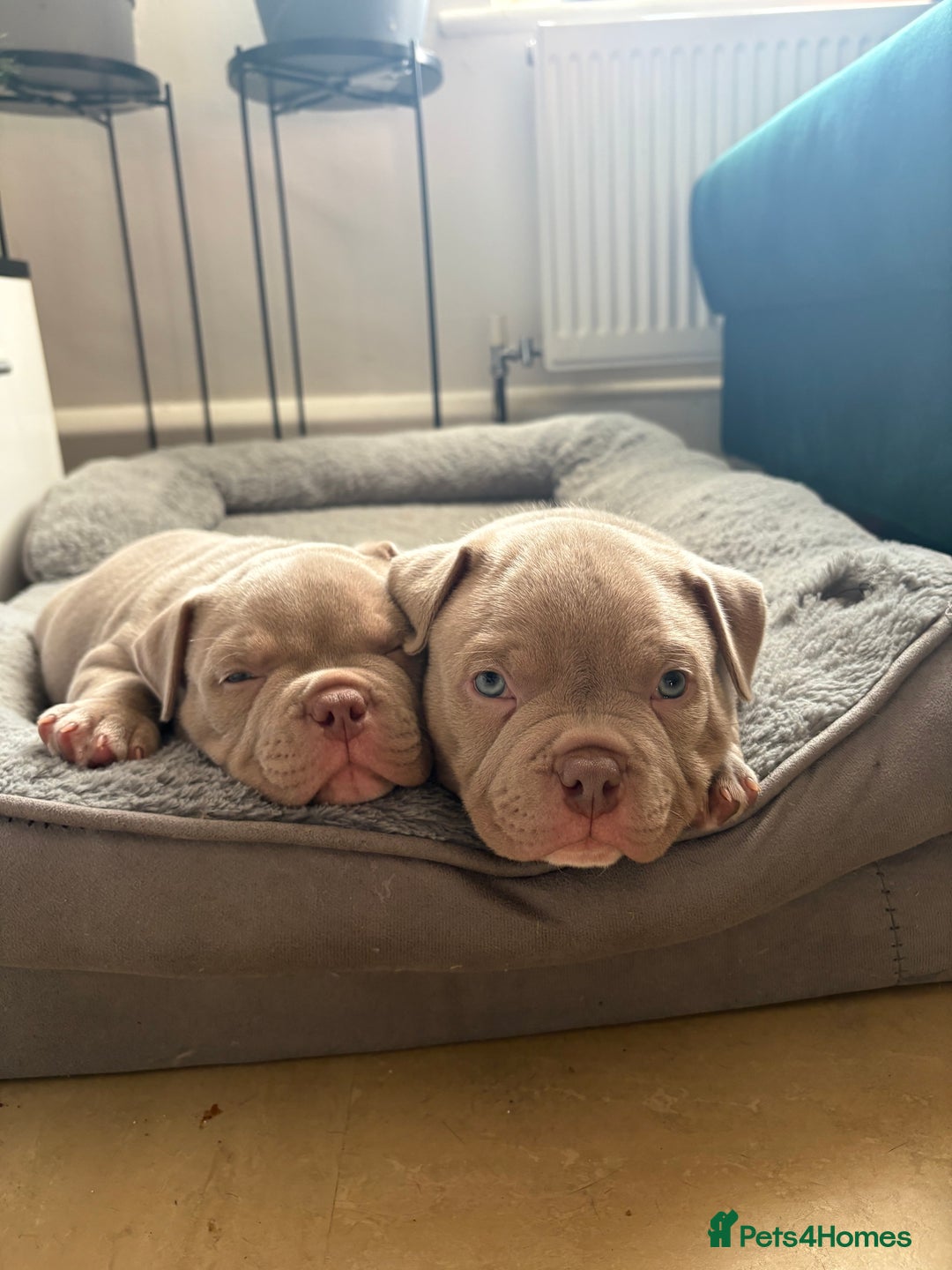 American Bully dogs for sale: Beautiful pocket bullys - Image 1