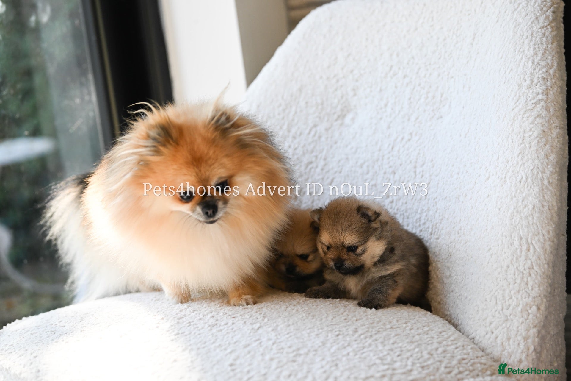 Pomeranian dogs Gorgeous small Pomeranian puppies 🐻 - Advert 1