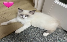 Ragdoll cats for sale: Ragdoll kittens one girl available  - Image 4