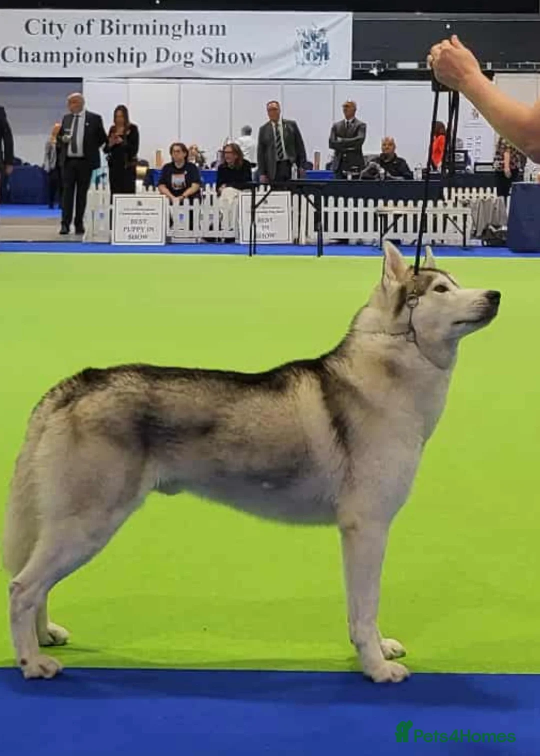 Siberian Husky dogs for sale: Kc registered Siberian husky puppy  - Advert 8