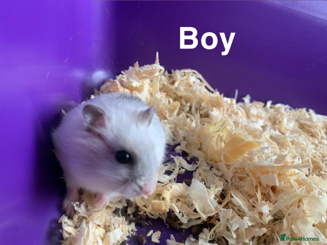 Hamster rodents for sale: Russian dwarfs  - Image 3