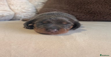 Miniature Dachshund dogs - Advert 15