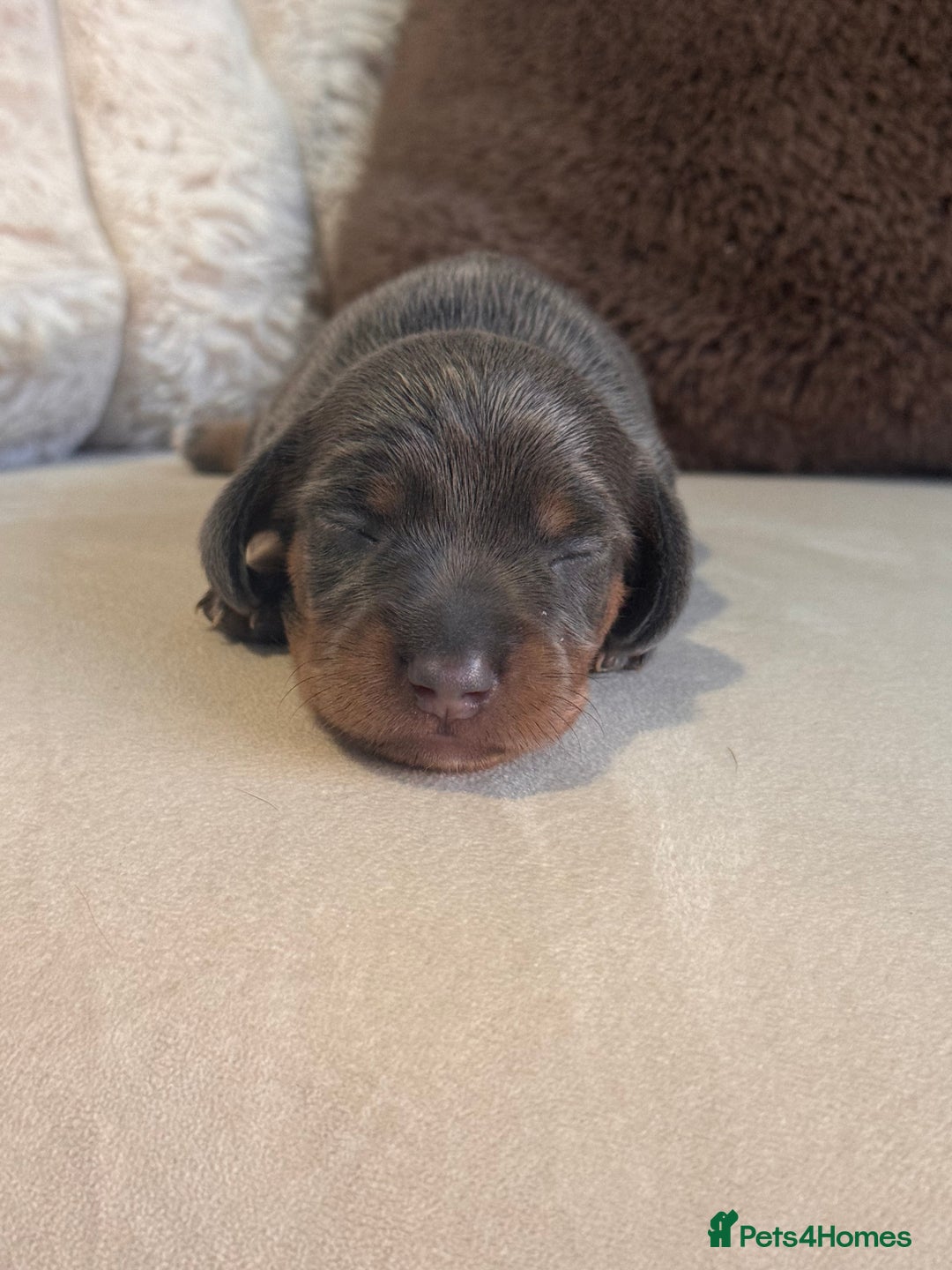 Miniature Dachshund dogs for sale: Two tiny boys looking for their forever sofa 💕 - Image 3