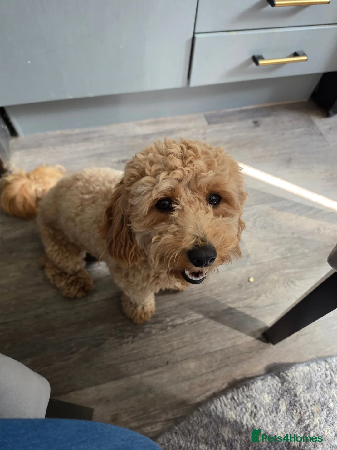 Mixed Breed dogs for sale: Male Cavapoochon in Wigan - Advert 1