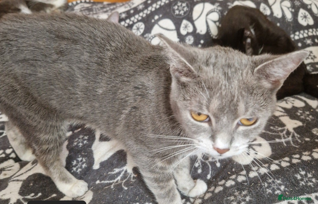 Mixed Breed cats for sale: Kittens - Advert 4