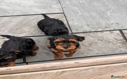 Miniature Poodle dogs for stud: KC phantom miniature poodle stud health tested in Thetford - Image 25