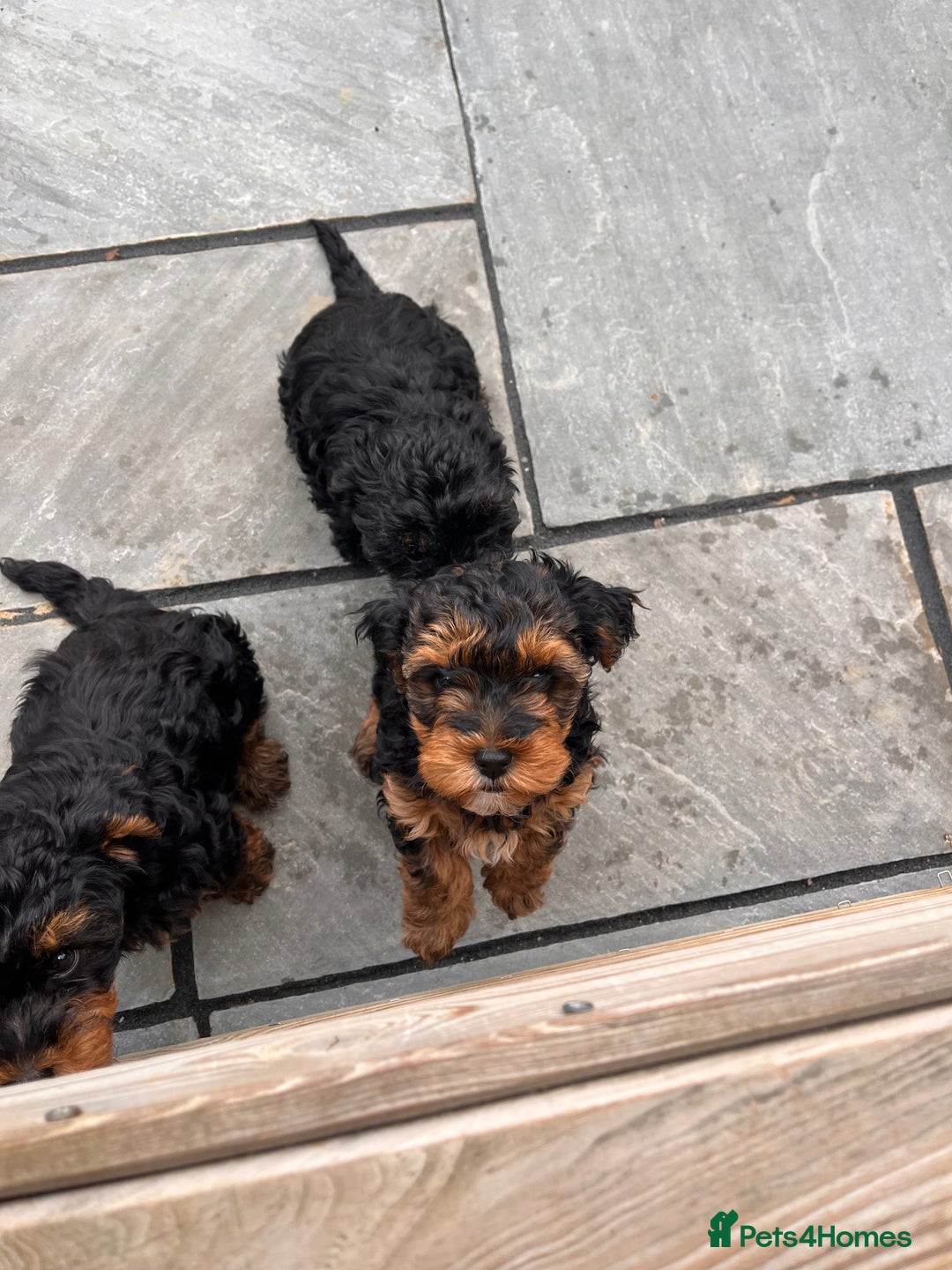 Miniature Poodle dogs for stud: KC phantom miniature poodle stud health tested in Thetford - Image 25