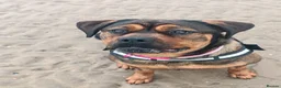 Mixed Breed dogs for sale: Rotticorso in Blackpool - Advert 3
