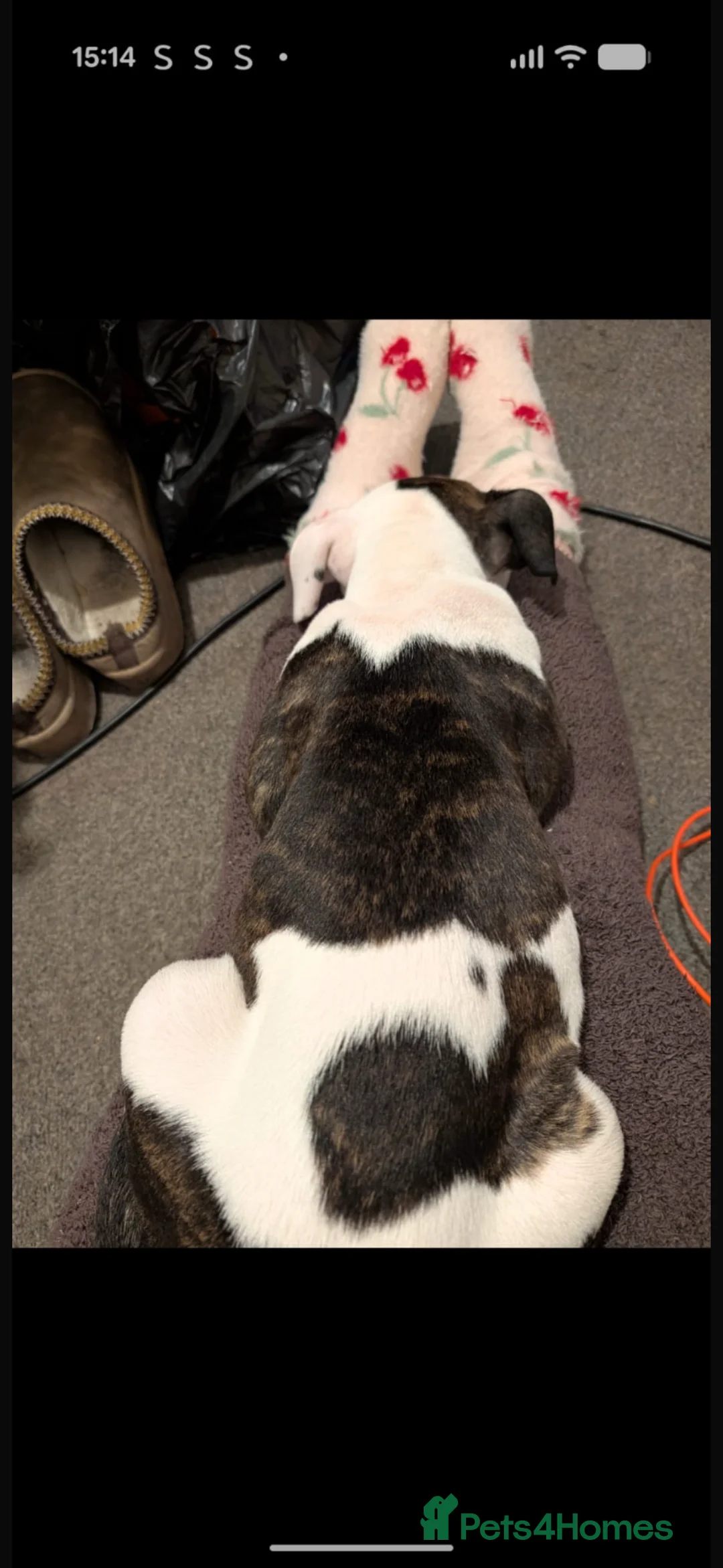 Mixed Breed dogs for sale: Male called Chester  - Advert 4