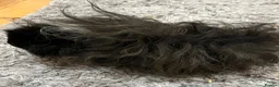 Guinea Pig rodents for sale: Lunkarya - Advert 7