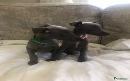 Whippet dogs for sale: Whippet puppies  - Image 2