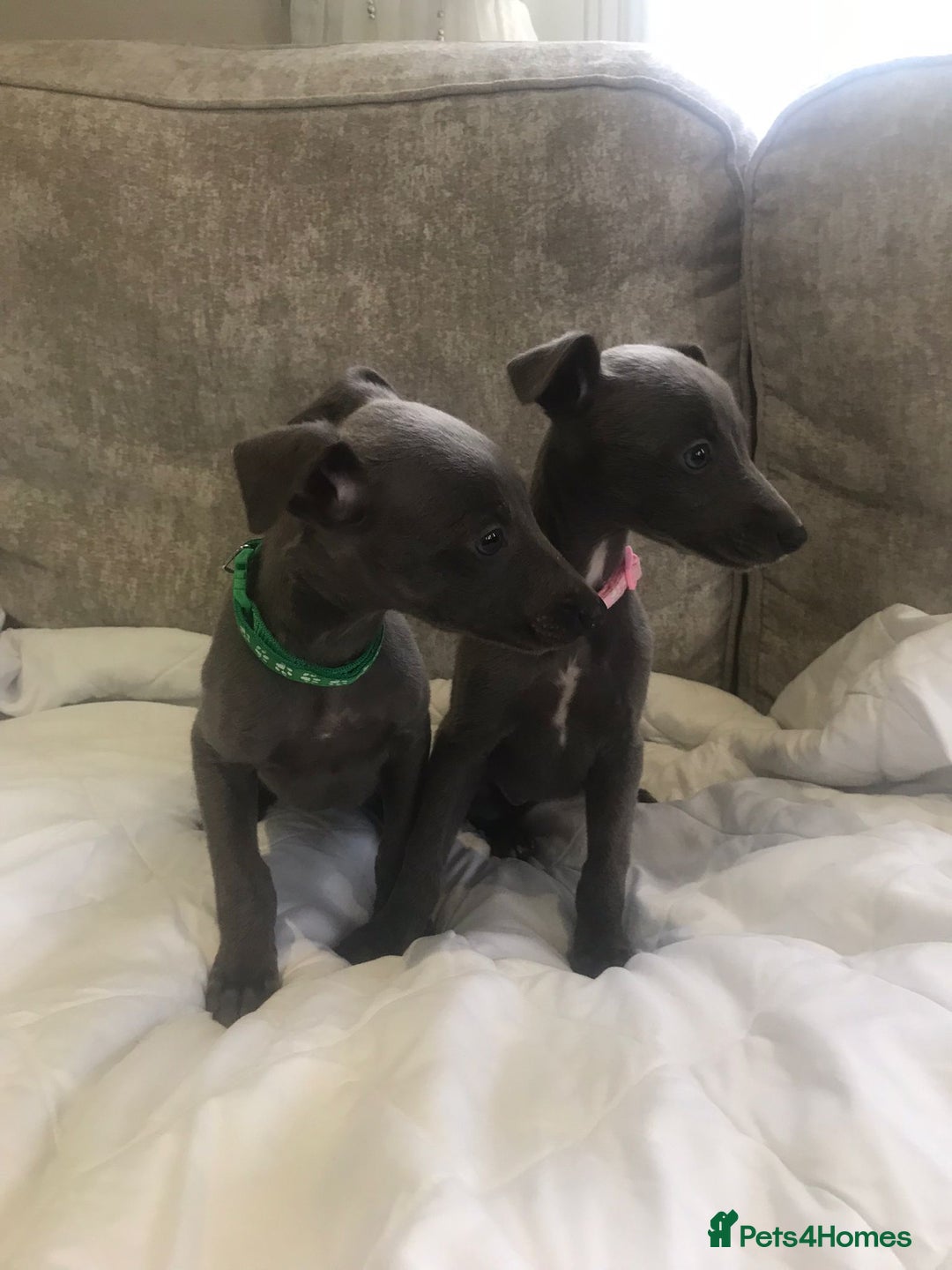 Whippet dogs for sale: Whippet puppies  - Image 2