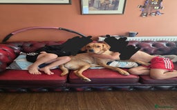 Goldador dogs for sale: 12 month old Luna - Image 3