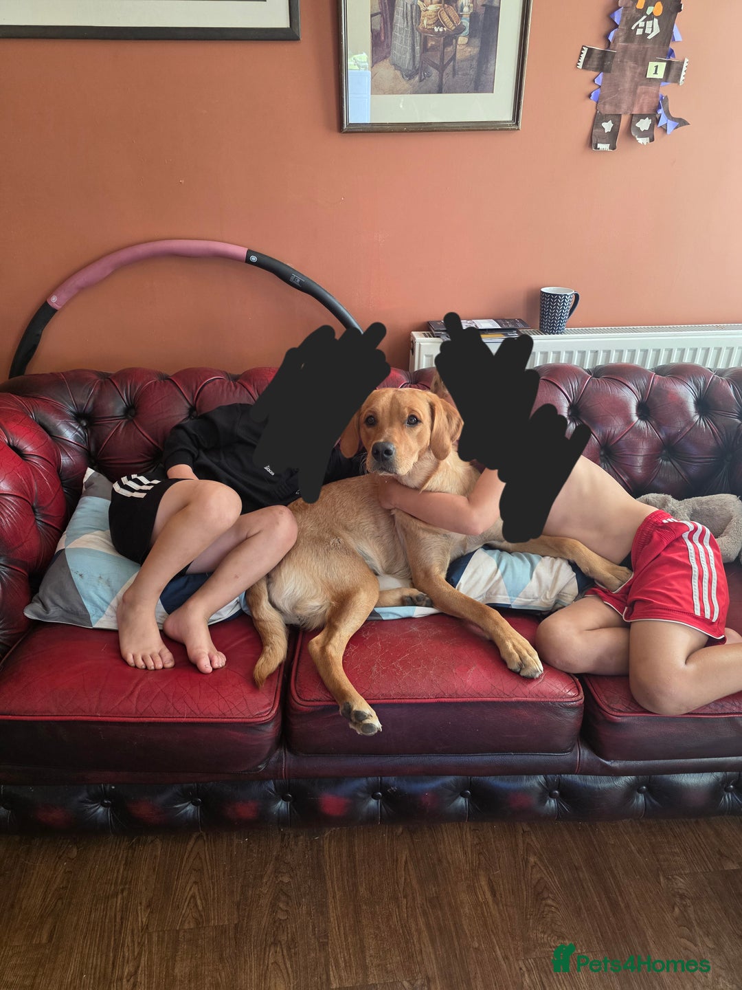 Goldador dogs for sale: 12 month old Luna - Image 3
