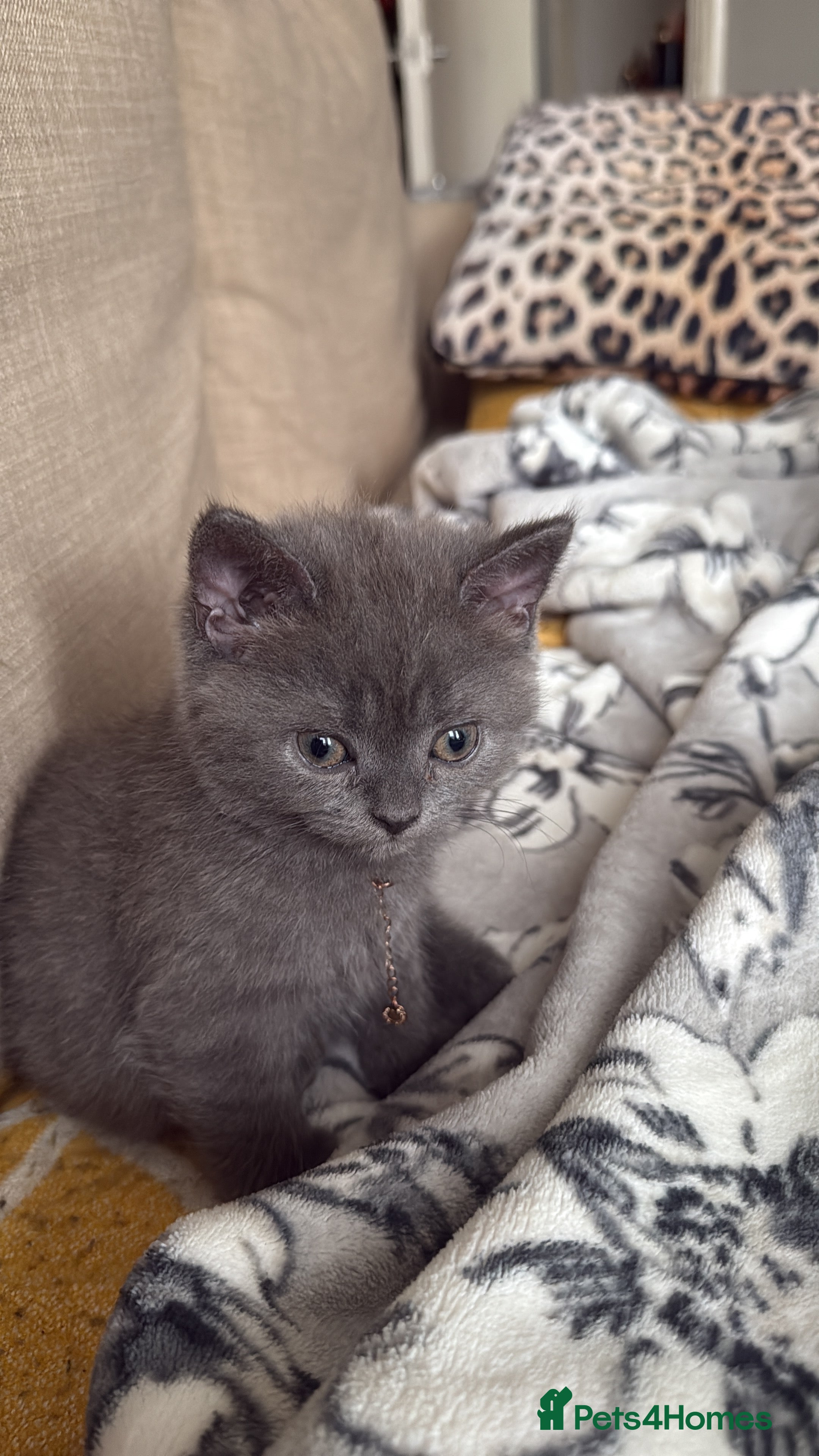 British Longhair cats Girl kitten - Advert 2