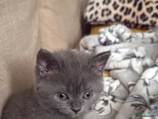 British Longhair cats Girl kitten - Advert 2