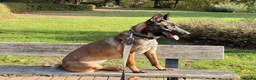 Belgian Shepherd Dog dogs for sale: Lexi  in Milton Keynes - Advert 7