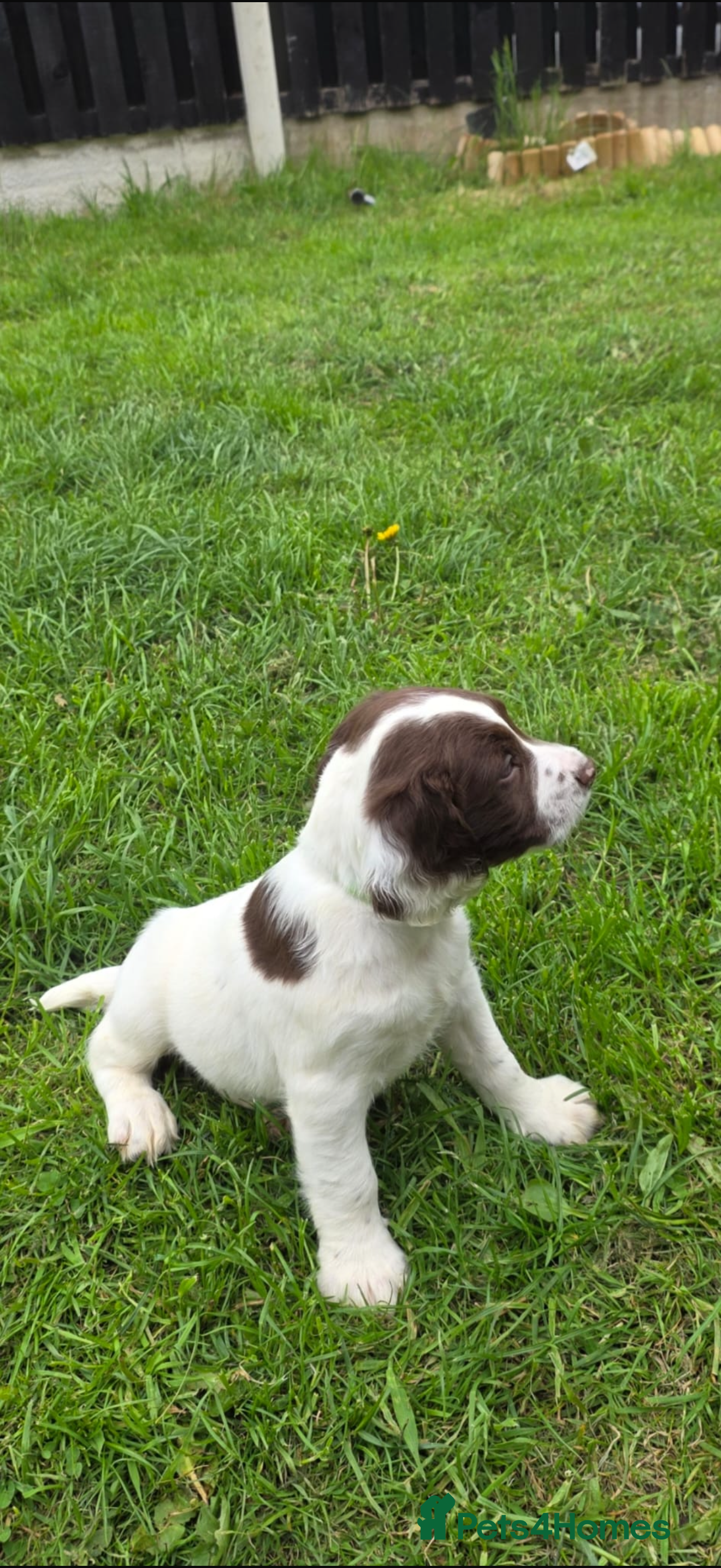 English Springer Spaniel dogs 🐾 KC Registered Springer Spaniel Puppies 🐾 - Advert 2
