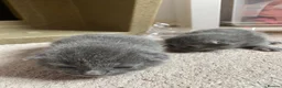 British Shorthair cats for sale: Stunning Litter of 7 Kittens Available to Reserve - Advert 6
