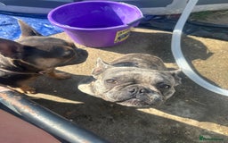 French Bulldog dogs for sale: French bull dogs age 3  - Image 7