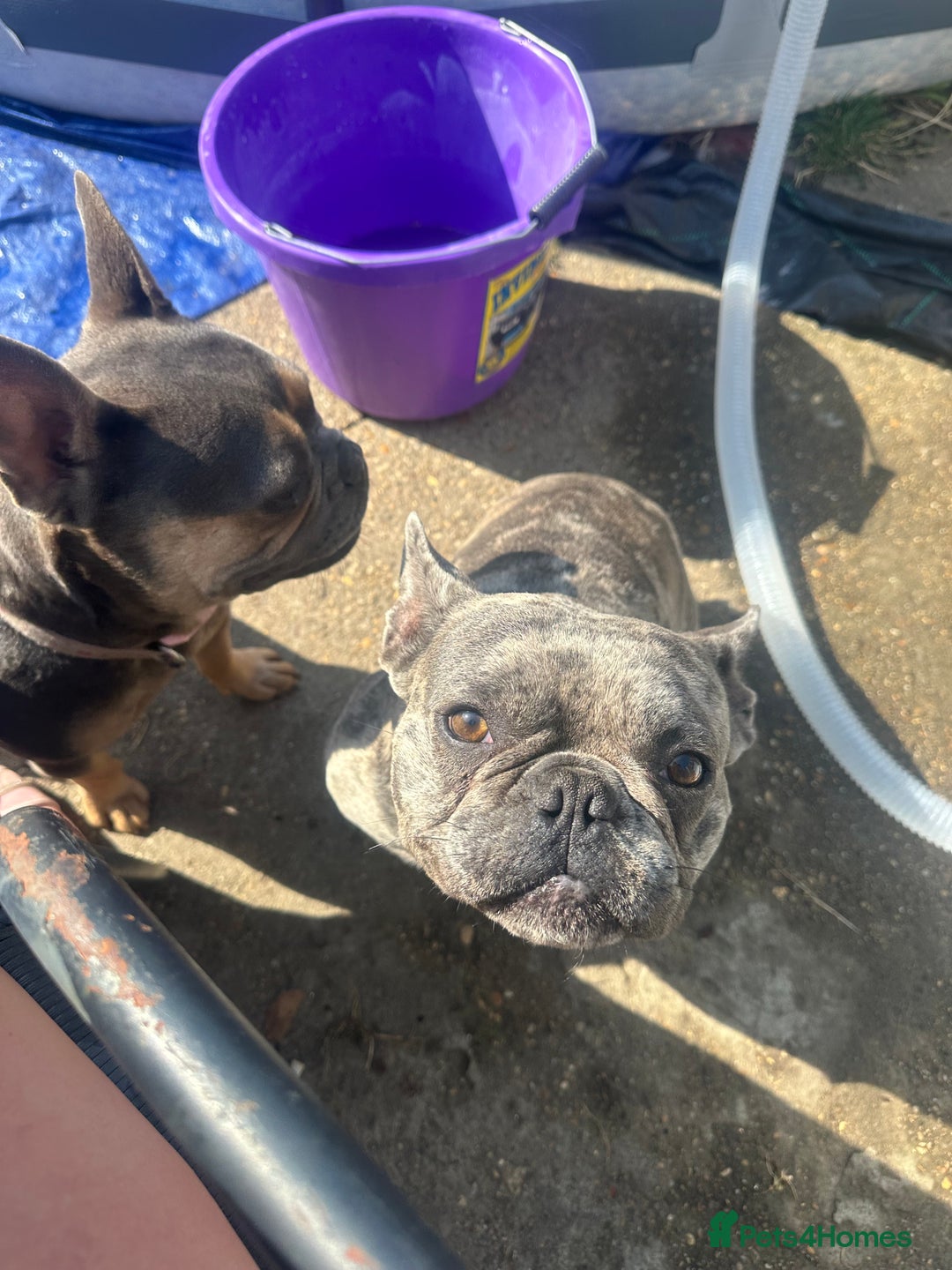 French Bulldog dogs for sale: French bull dogs age 3  - Image 7