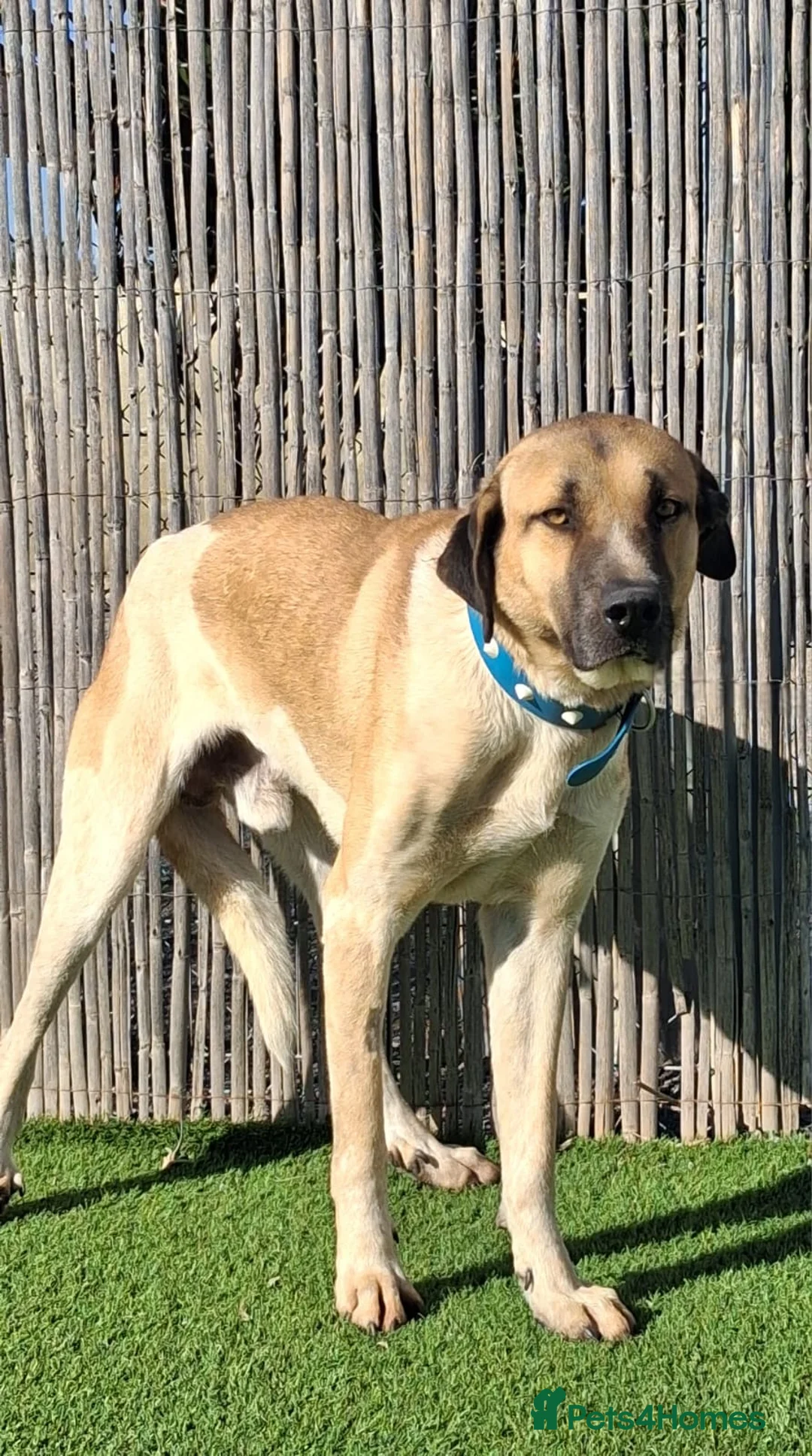 Mixed Breed dogs for adoption: 🚨 Urgent -Kennel Closed SOS  - Advert 1