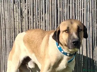 Mixed Breed dogs 🚨 Urgent -Kennel Closed SOS - Advert 16