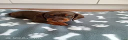Miniature Dachshund dogs for sale: Beautiful miniature dachshund puppies  in Cannock - Advert 3