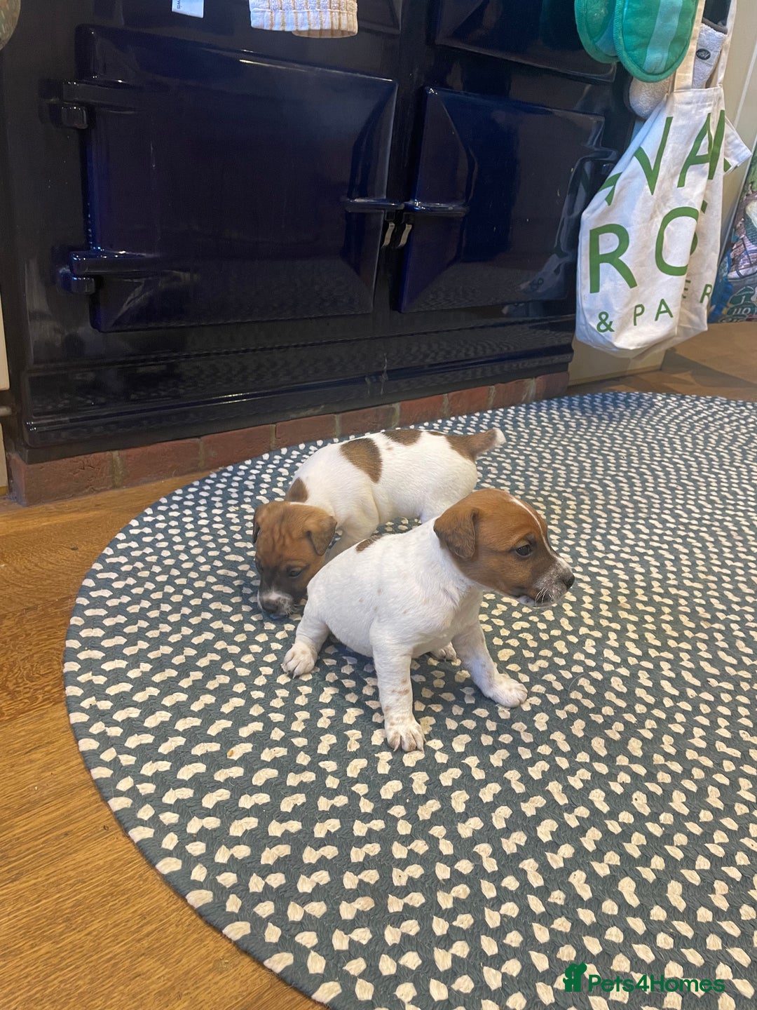 Jack Russell dogs for sale: Jack Russell puppies for sale - Advert 4