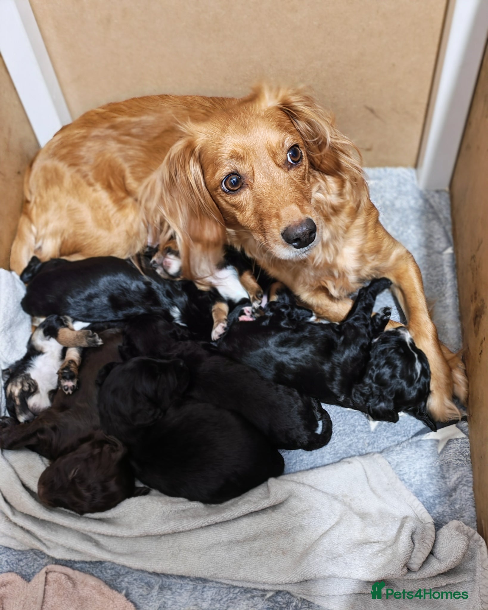 Mixed Breed dogs for sale: Beautiful Cockapoo x Spaniel Puppies - Advert 1