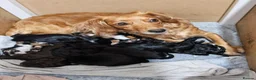 Mixed Breed dogs for sale: Beautiful Cockapoo x Spaniel Puppies - Advert 1